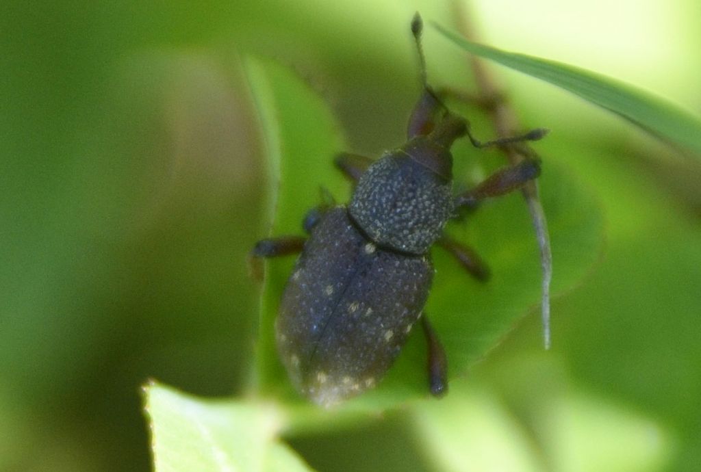 Curculionidae: Hylobius transversovittatus